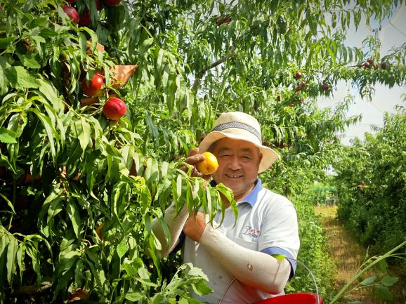 天博·综合体育广场大花篮里的三种水果在山东是这个样子的(图2)