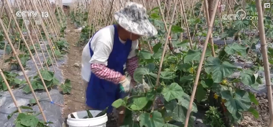 天博·综合体育“五一”期间“菜篮子”价稳物丰 城乡居民消费需求有保障(图14)