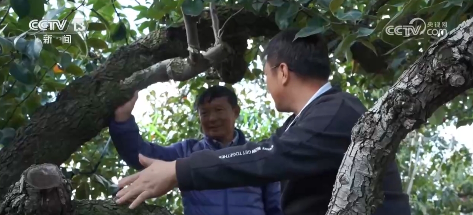天博·综合体育丰收的“味道”！各地水果进入采收季 喜迎“甜蜜”收获(图1)