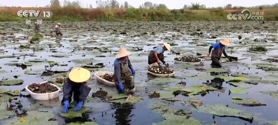 天博·综合体育丰收的“味道”！各地水果进入采收季 喜迎“甜蜜”收获(图3)