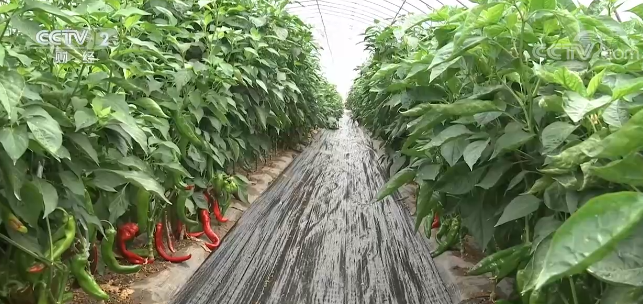 天博·综合体育推广新品种新技术 全国蔬菜生产形势向好(图1)