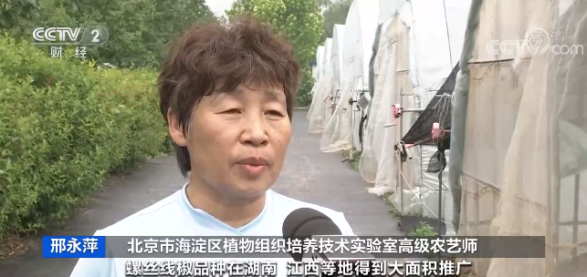天博·综合体育推广新品种新技术 全国蔬菜生产形势向好(图2)