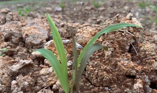 天博·综合体育药财有道浅谈薏苡仁三重潜在利好两重制约因素(图2)