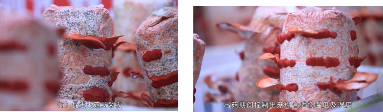 天博·综合体育2023农村致富创业项目武汉市常安耘生态农业为你解析红栓菌种植(图2)