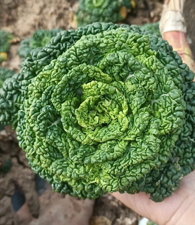 天博·综合体育黄心乌塌菜种植时间和方法(图4)