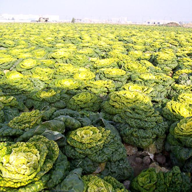 天博·综合体育黄心乌塌菜种植时间和方法(图5)