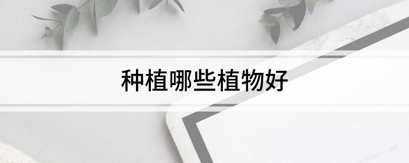 天博·综合体育种植哪些植物好(图1)