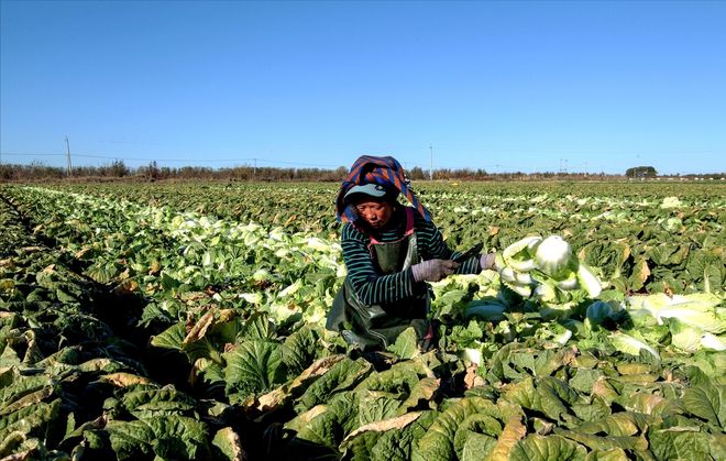 天博·综合体育种白菜几月几日最合适(图3)