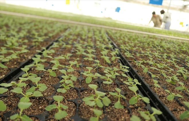 天博·综合体育种白菜几月几日最合适(图4)
