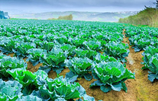 天博·综合体育种白菜几月几日最合适(图6)