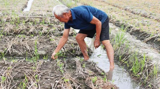 天博·综合体育冬种药材 夏种水稻 彭州稻芎轮作实现“一田双收”(图2)