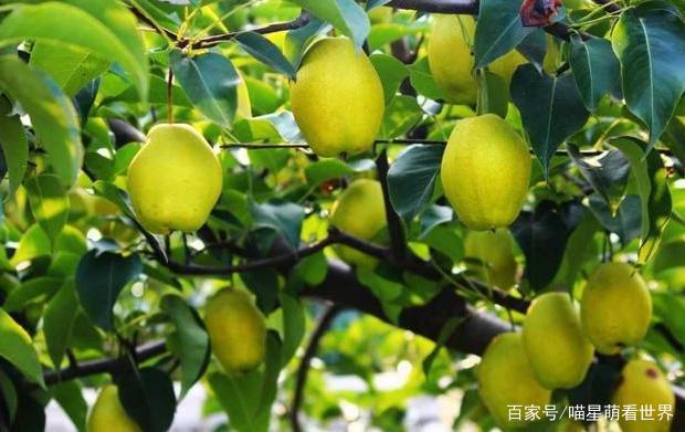 天博·综合体育吃遍大美新疆：来自新疆的9大“水果”来新疆一定要尝一尝(图4)