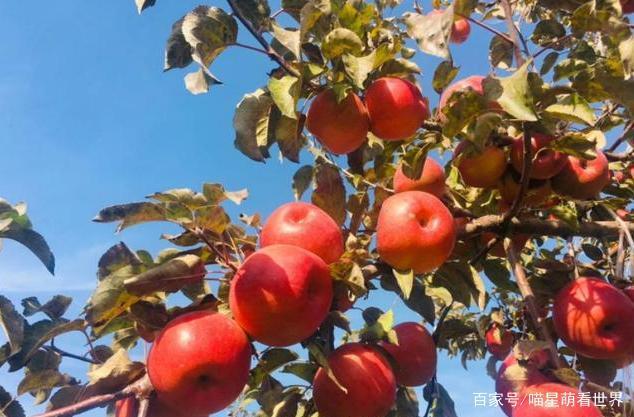 天博·综合体育吃遍大美新疆：来自新疆的9大“水果”来新疆一定要尝一尝(图6)