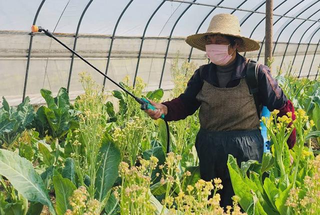 天博·综合体育在蔬菜苗移栽过程中如何能提高移栽成活率缩短缓苗成活周期？(图1)