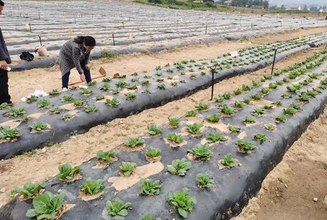 天博·综合体育在蔬菜苗移栽过程中如何能提高移栽成活率缩短缓苗成活周期？(图3)