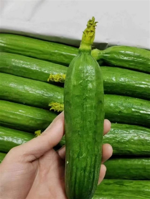 天博·综合体育黄瓜多久可以结果成熟？学会这三招找到应季自然熟黄瓜！(图5)