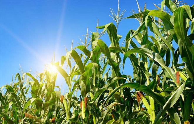 天博·综合体育玉米追肥用啥肥料好(图1)