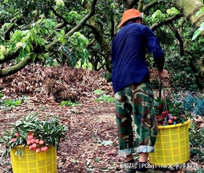 天博·综合体育购买荔枝的好时机拼多多百亿补贴帮你巨省钱！(图6)