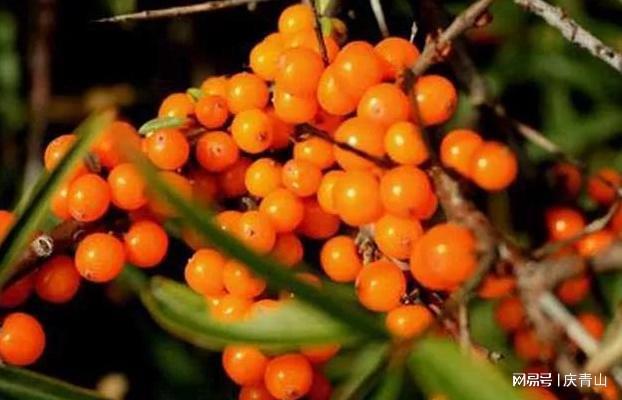 天博·综合体育十大低糖水果排行榜你知道的低糖水果排第几？(图7)