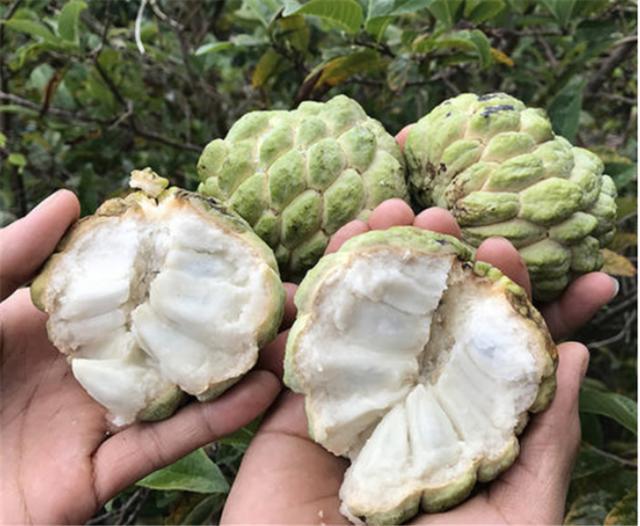 天博·综合体育4种常见水果南方人见了直流口水北方人却称不敢吃！真不识货(图5)