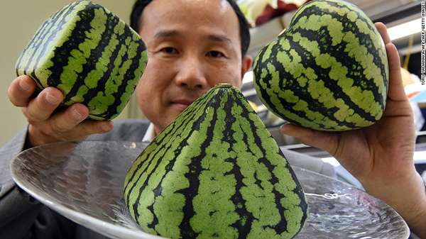 天博·综合体育揭秘日本“奢侈水果”文化(图2)