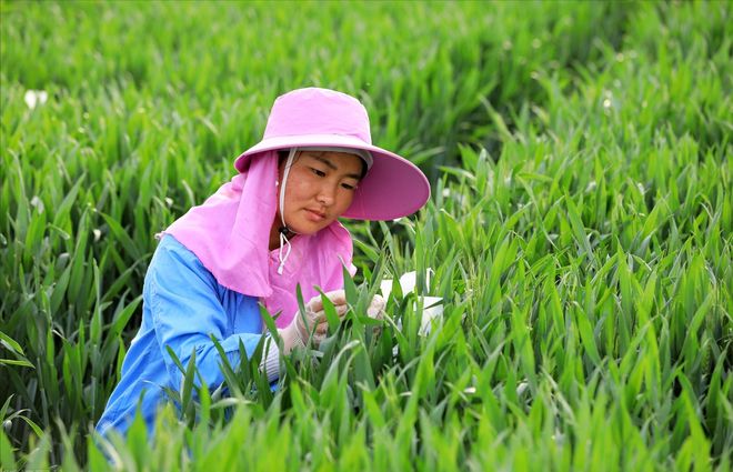 天博·综合体育轮选49小麦品种介绍(图6)
