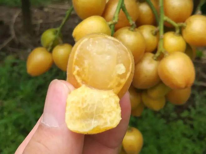 天博·综合体育可能是最娇贵的水果摘下1天就变味连皮带肉都能吃10元1斤正当季(图3)