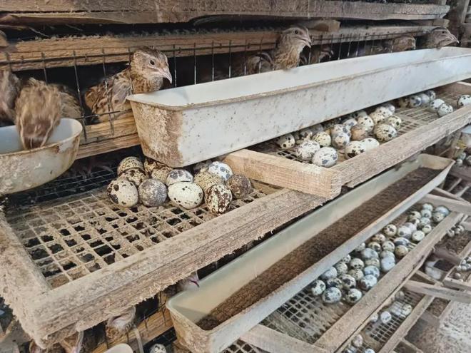 天博·综合体育鹌鹑变身“金凤凰” 遍地滚落“金蛋蛋”(图3)