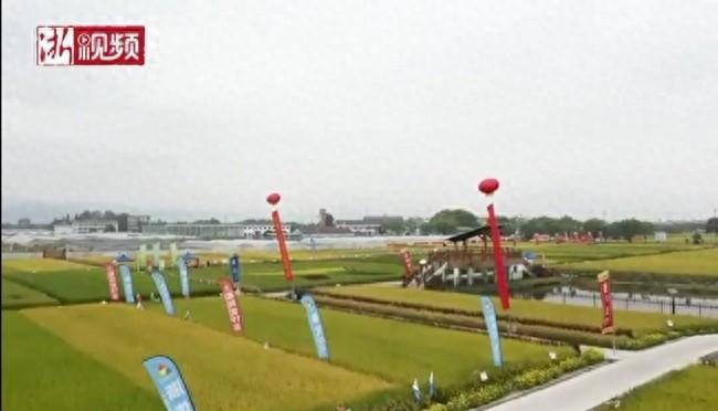 天博·综合体育长江下游良种辈出 国稻种芯·中国水稻节：477个打擂品种大会(图1)