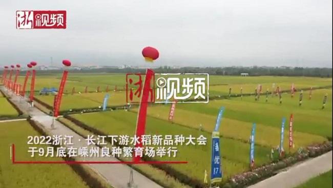 天博·综合体育长江下游良种辈出 国稻种芯·中国水稻节：477个打擂品种大会(图2)