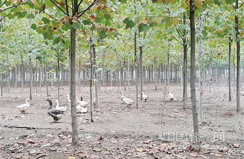 天博·综合体育经济日报调研乡村振兴之路：现代农业这样在各地蓬勃发展(图1)