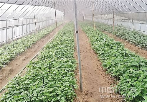 天博·综合体育经济日报调研乡村振兴之路：现代农业这样在各地蓬勃发展(图2)