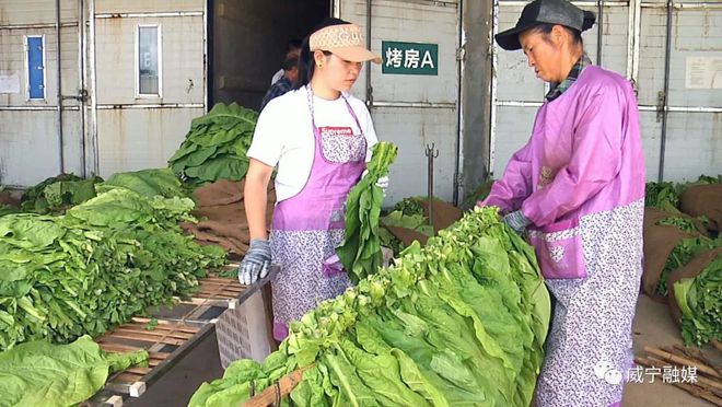 天博·综合体育威宁：20余万亩烤烟采收正当时(图2)