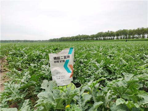 天博·综合体育水溶肥如何提高西瓜产量品质(图1)