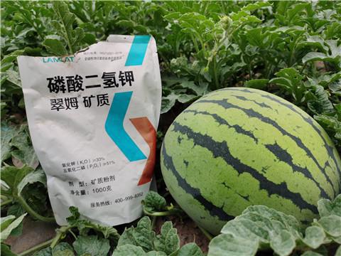 天博·综合体育水溶肥如何提高西瓜产量品质(图2)