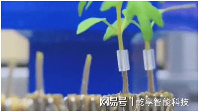 天博·综合体育智慧农业一——“智慧”加持嫁接技术提档升级(图2)