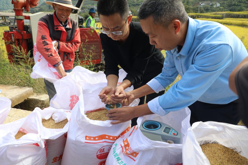 天博·综合体育四川德昌：生态大米基地丰收忙 “粮安”“业兴”促振兴(图4)