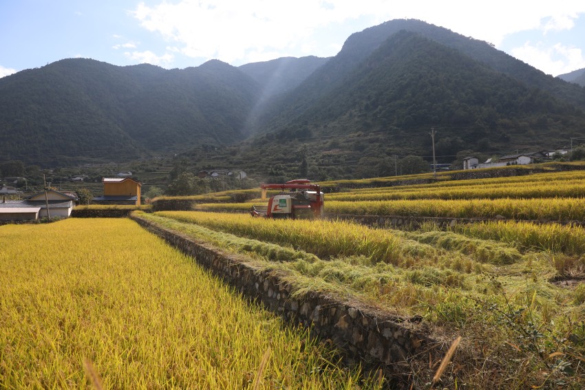 天博·综合体育四川德昌：生态大米基地丰收忙 “粮安”“业兴”促振兴(图3)