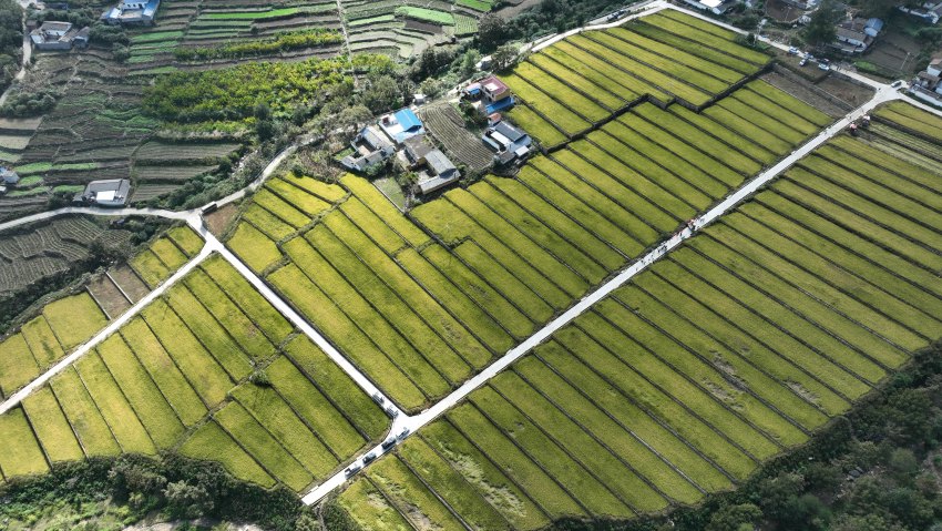 天博·综合体育四川德昌：生态大米基地丰收忙 “粮安”“业兴”促振兴(图1)