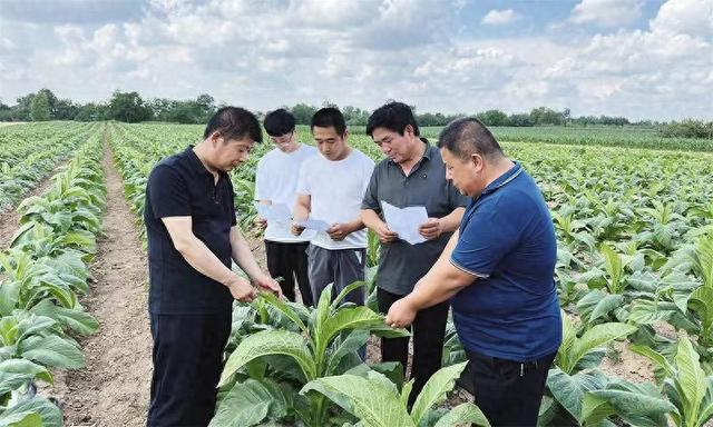 天博·综合体育彬州市北极镇：烟叶拓宽增收路(图1)