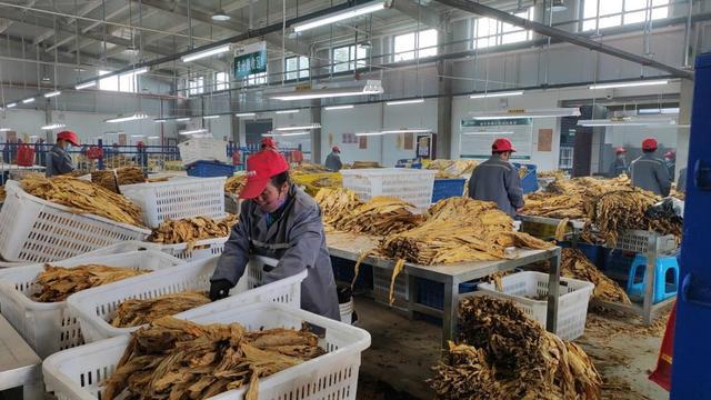 天博·综合体育彬州市北极镇：烟叶拓宽增收路(图2)
