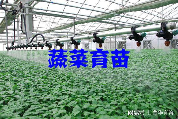 天博·综合体育蔬菜育苗行业发展历程及五大趋势（附报告目录）(图1)