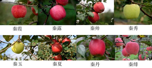 天博·综合体育秦脆之后再研发秦系列 西农8个苹果新品种获得植物新品种权(图1)