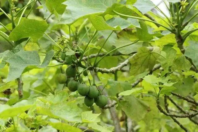 天博·综合体育不要吃！不要吃！不要吃！海南最新提示→(图6)