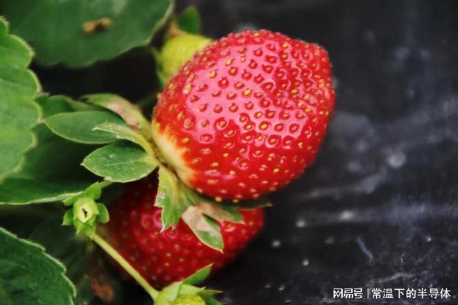 天博·综合体育6种五月时令水果(图4)