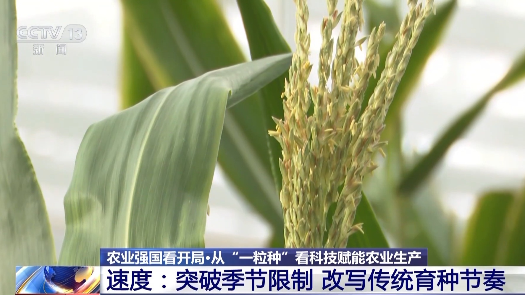天博·综合体育让更多种子装上“中国芯” 看科技如何赋能农业生产(图4)