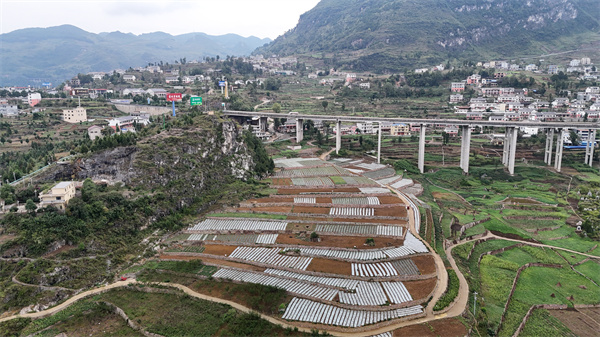天博·综合体育仁怀市火石镇：订单式种植让农户增收有保障(图3)