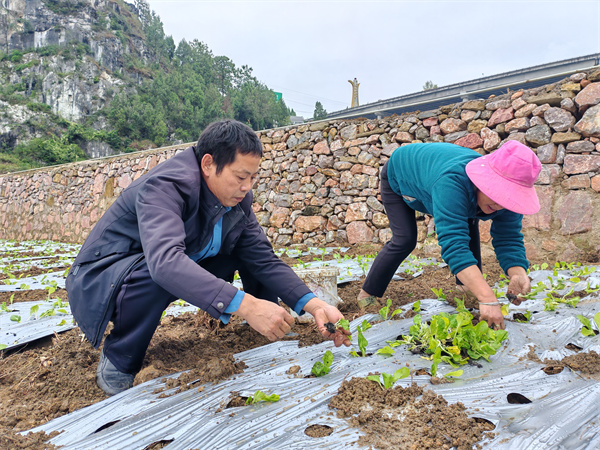 天博·综合体育仁怀市火石镇：订单式种植让农户增收有保障(图2)
