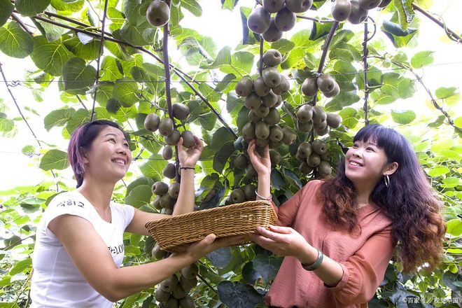 天博·综合体育最遭外国人“吐槽”的3种中国水果甘蔗上榜首原因太搞笑(图4)