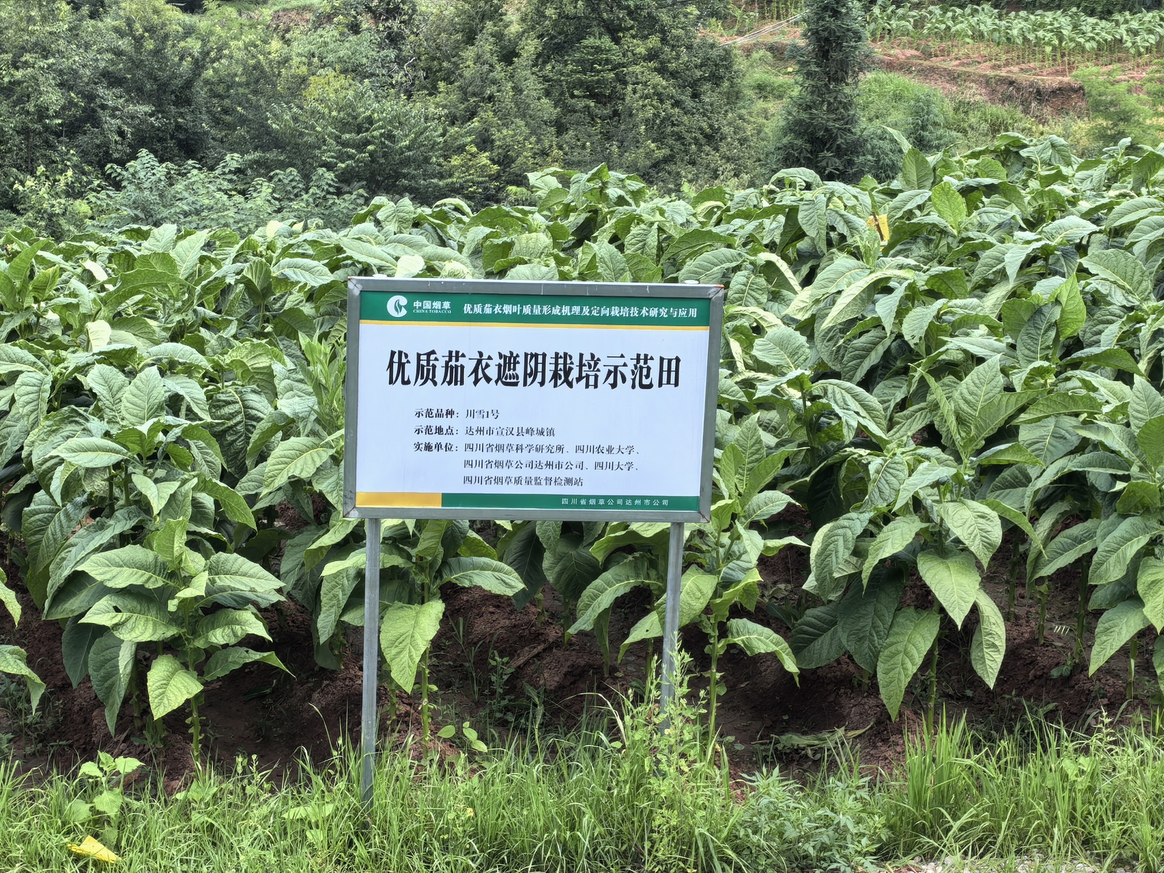 天博·综合体育雪茄烟叶遍种8个村（社） 宣汉高山小镇打造增收新引擎(图2)